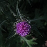 IMG_3534