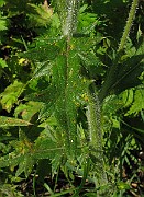 IMG_3645