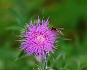 IMG_6875