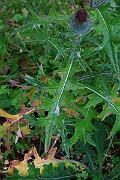 IMG_6878