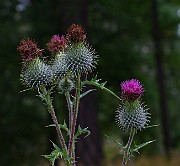 IMG_6879