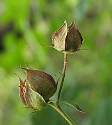 IMG_3573