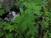 IMG_7131