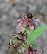 IMG_7132
