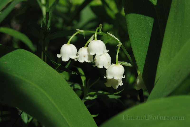 Convallaria_majalis1.jpg