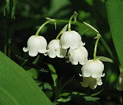 Convallaria_majalis1b