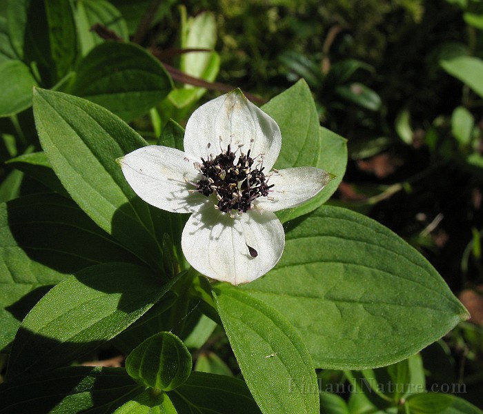 Cornus_suecica1.jpg