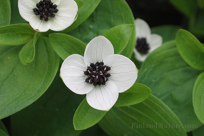 Cornus_suecica2.jpg