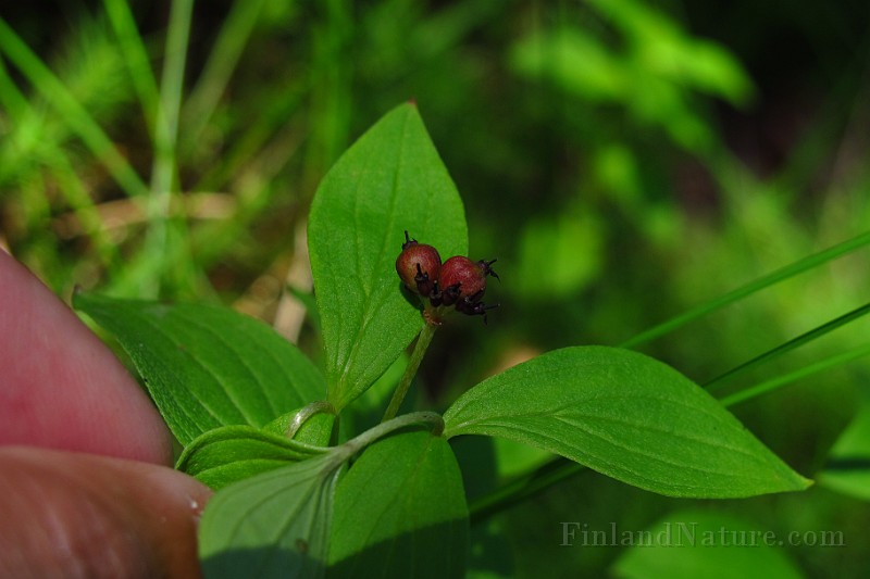 IMG_2514.JPG