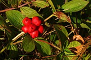 IMG_5960