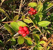 IMG_5961