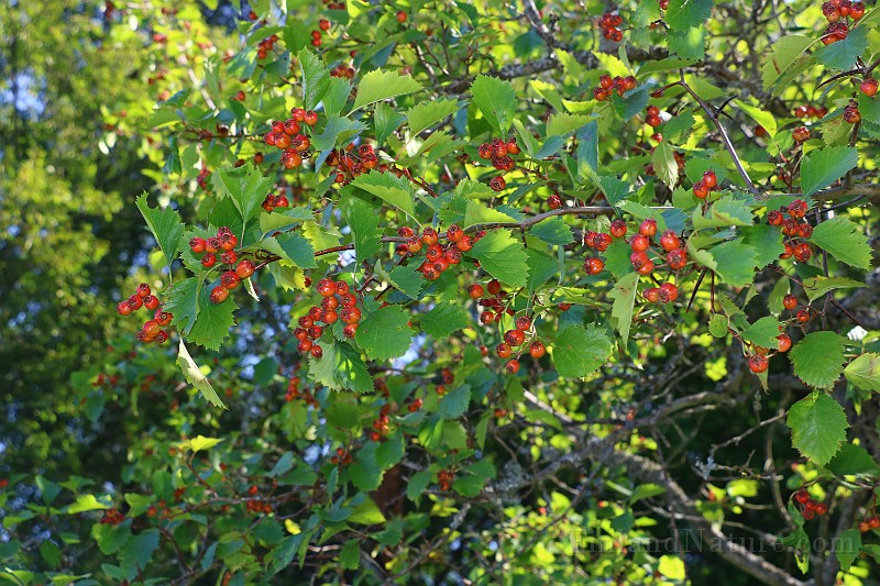IMG_6621.JPG