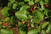 IMG_6608