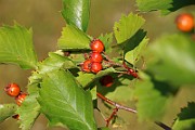 IMG_6614