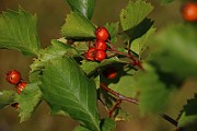 IMG_6615