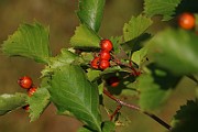 IMG_6616