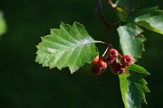 IMG_6617