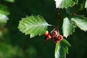 IMG_6618