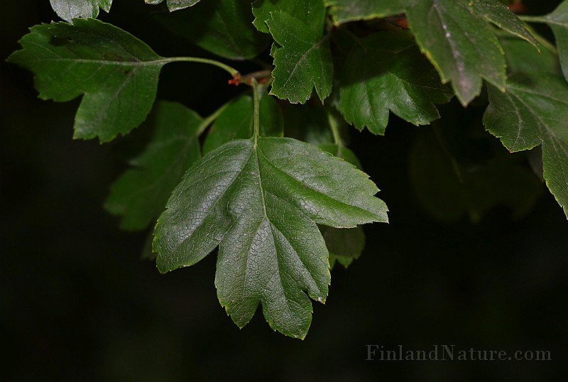 IMG_6727.JPG