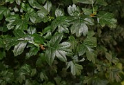 IMG_6722