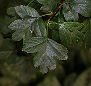 IMG_6723