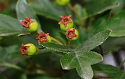 IMG_6724