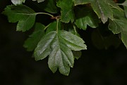 IMG_6727