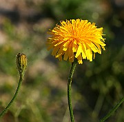 IMG_6032