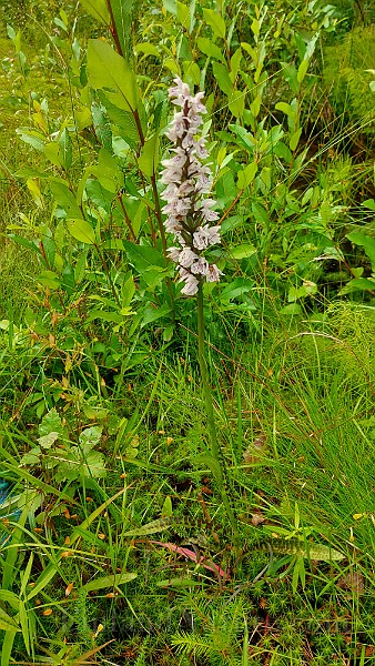 20200730_174031.jpg