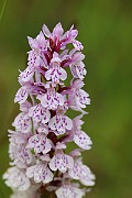 IMG_0051