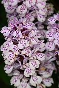 IMG_0052