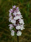 IMG_0114