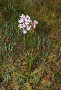 IMG_0118