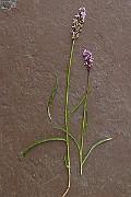 IMG_0150