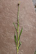 IMG_0151