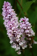 IMG_0156