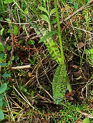 IMG_0169