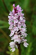 IMG_0171