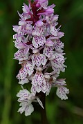 IMG_0173