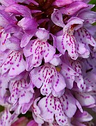 IMG_0174