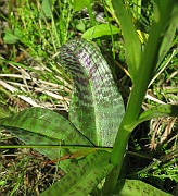IMG_6850