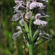 IMG_6852