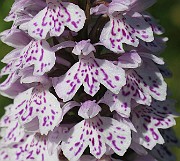 IMG_6856b
