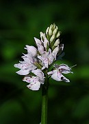IMG_9898