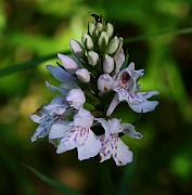 IMG_9903