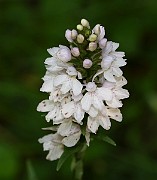 IMG_9907