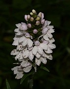 IMG_9909
