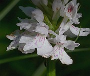 IMG_9912