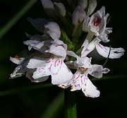 IMG_9913