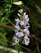 IMG_9918